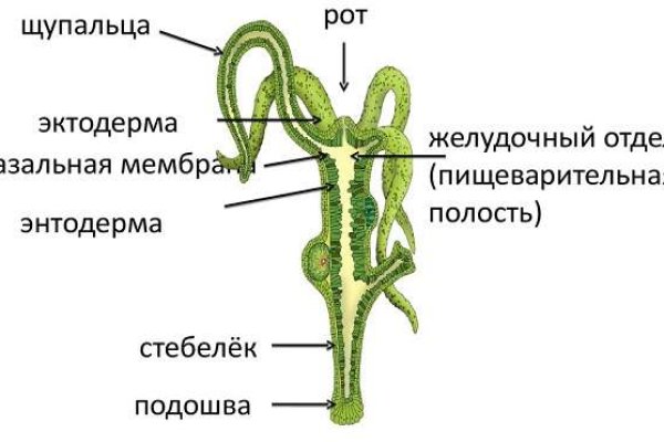 Почему не получается зайти на кракен