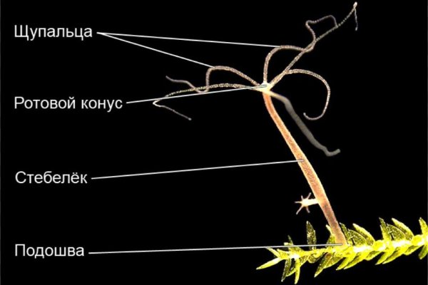 Кракен сайт ссылка тор браузере